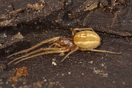 Pachygnatha clercki