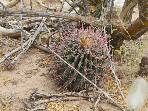 Ferocactus peninsulae