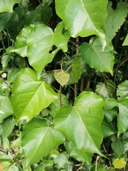 Image of Croton niveus