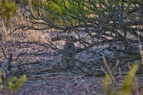 Black-tailed Jackrabbit