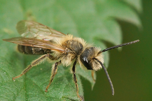 Chocolate Mining Bee