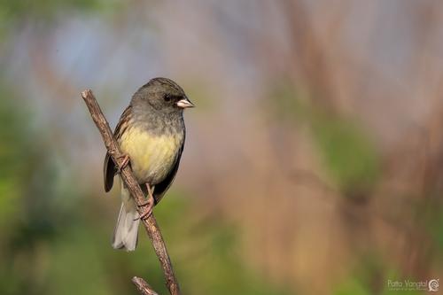 Black-faced Bunting