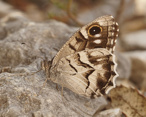 Striped Grayling
