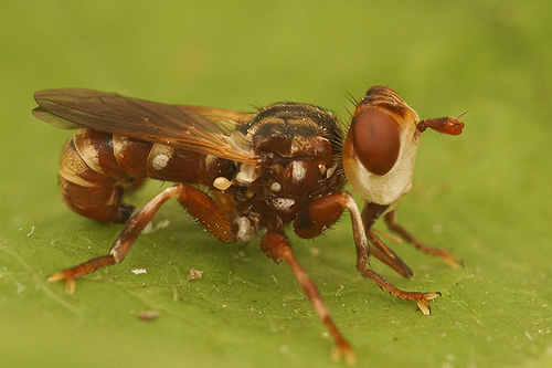 Myopa fasciata · iNaturalist