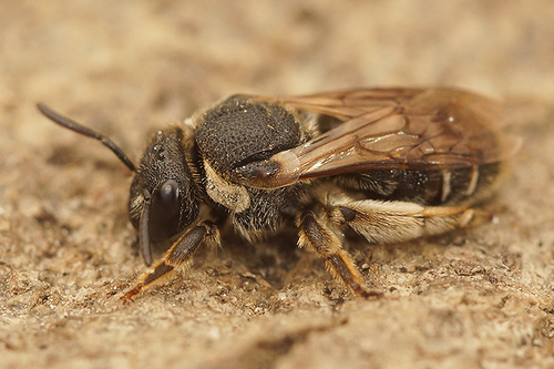 Pseudapis diversipes