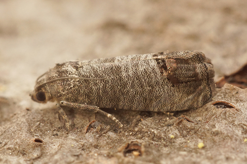 Codling Moth