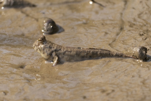 Pearse's mudskipper