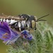 Coelioxys argenteus - Photo (c) Henk Wallays, all rights reserved