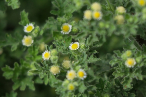 erect tropical daisy (Egletes viscosa)