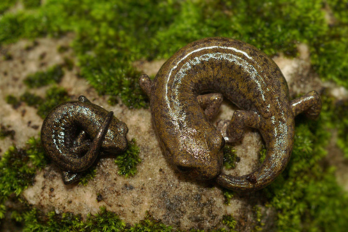 Samwel Shasta Salamander