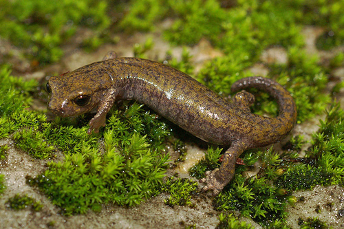Samwel Shasta Salamander