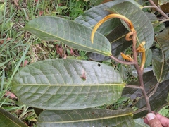 Otoba gordoniifolia image