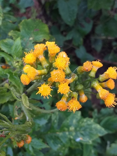 East African Ragwort (Senecio lyratus)