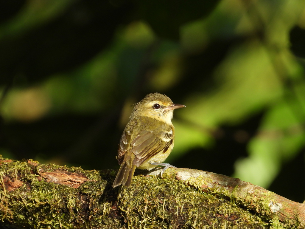 Choco Vireo photo