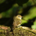 Chocó Vireo - Photo (c) Pancho Sornoza, all rights reserved, uploaded by Pancho Sornoza