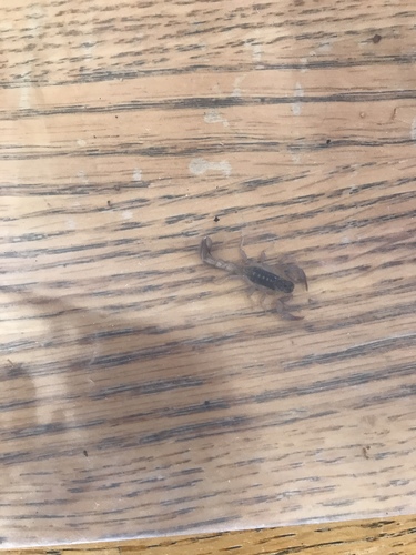 Thick-handed Scorpion