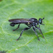 Laphria sicula - Photo (c) Clarence Holmes, all rights reserved, uploaded by Clarence Holmes