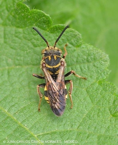 Epeolus flavofasciatus