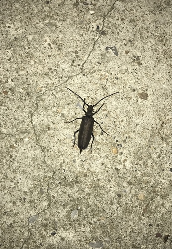 grain support beetle