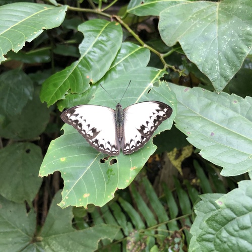 Common Glider