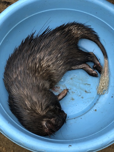 African Brush-tailed Porcupine