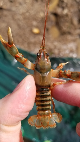 Etowah Crayfish (Cambarus fasciatus) · iNaturalist