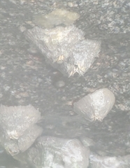 Tetraclita stalactifera image
