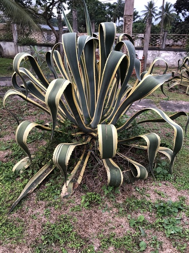 American century plant