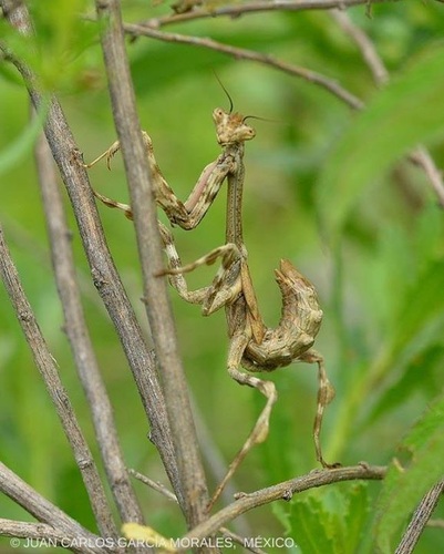Pseudovates tolteca
