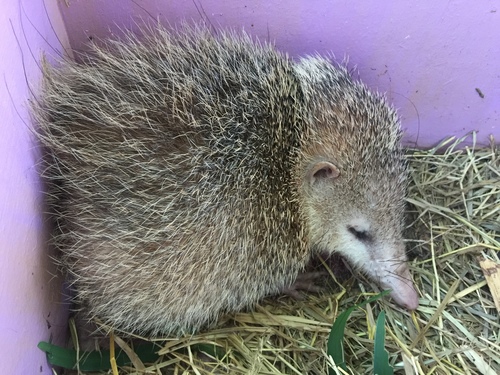 Tailless Tenrec
