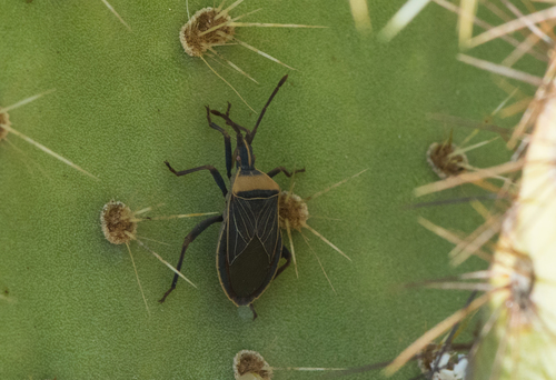 photo of Cactus Coreid (Chelinidea vittiger)