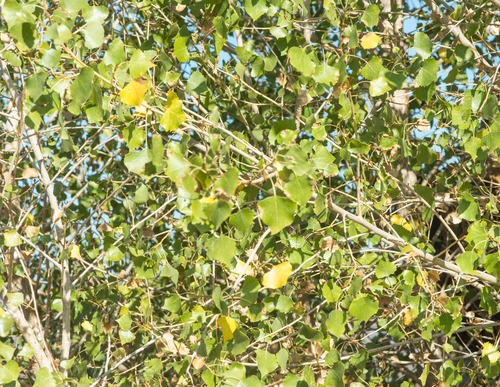 photo of Fremont's Cottonwood (Populus fremontii)