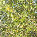 photo of Fremont Cottonwood (Populus fremontii)