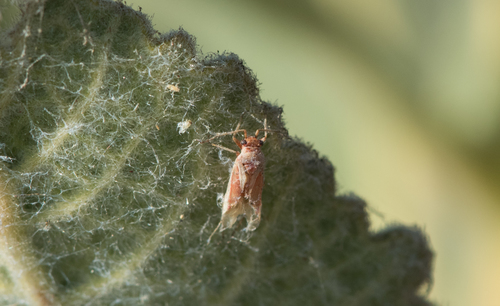 photo of Plant Bugs (Miridae)