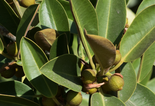 photo of Port Jackson Fig (Ficus rubiginosa)