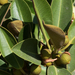 photo of Port Jackson Fig (Ficus rubiginosa)