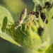 photo of Leafhopper Assassin Bug (Zelus renardii)