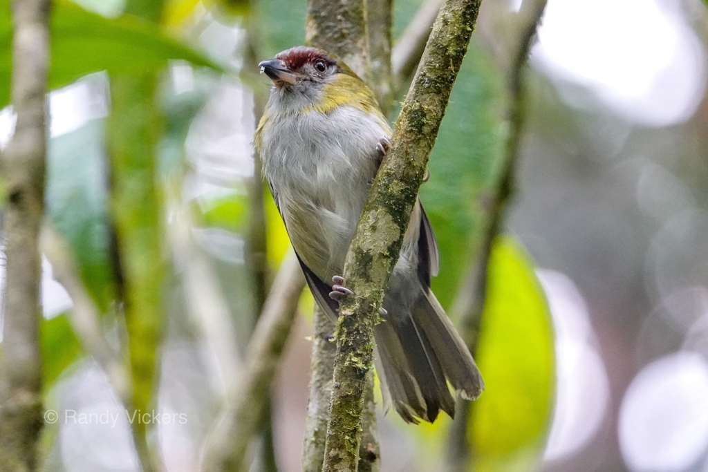 Black-billed Peppershrike (Cyclarhis nigrirostris) photo