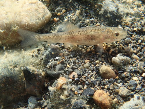 Longnose Sucker