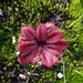 Drosera rosulata - Photo (c) Felix Nicholls, all rights reserved, uploaded by Felix Nicholls