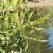 photo of Horse Mint (Mentha longifolia)