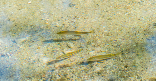 photo of Largemouth Bass (Micropterus salmoides)