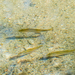 photo of Largemouth Bass (Micropterus salmoides)
