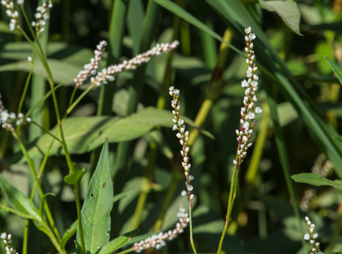 photo of Swamp Smartweed (Persicaria hydropiperoides)