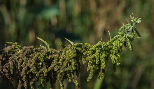 photo of Stinging Nettle (Urtica dioica)
