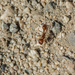 photo of California Harvester Ant (Pogonomyrmex californicus)