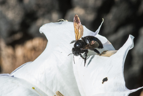 photo of Valley Carpenter Bee (Xylocopa sonorina)