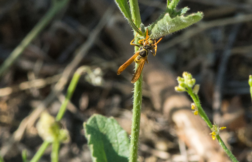 photo of Western Paper Wasp (Mischocyttarus flavitarsis)