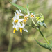 photo of Greenspot Nightshade (Solanum douglasii)