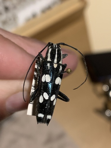 Glenea bisbiguttata